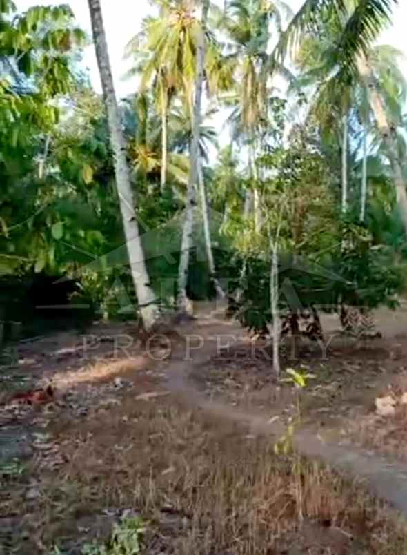jual murah tanah hamparan bonus kebun siap panen