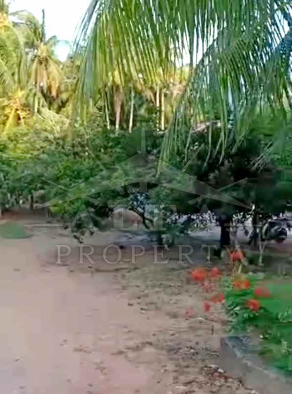 jual murah tanah hamparan bonus kebun siap panen