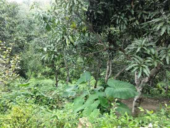 jual tanah di cianjur desa sukamulya