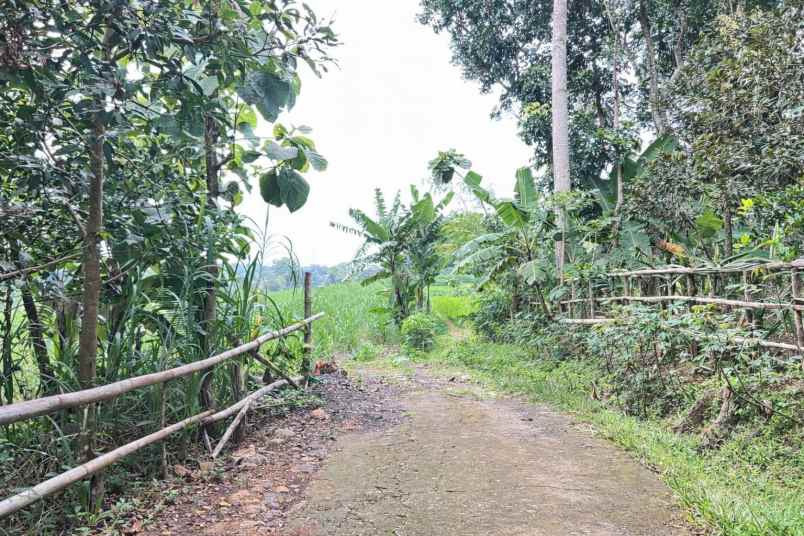 tanah 6000m cocok untuk peternakan karanganyar