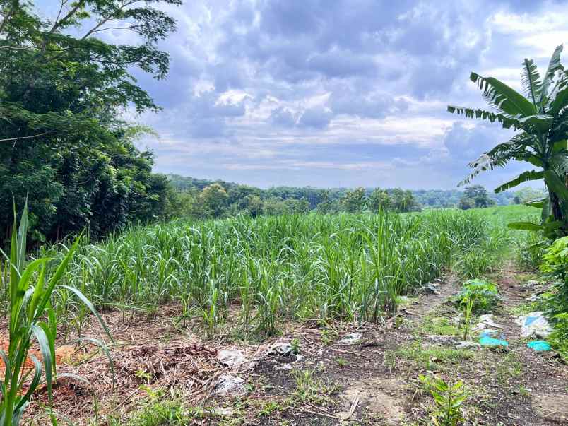 tanah 6000m cocok untuk peternakan karanganyar