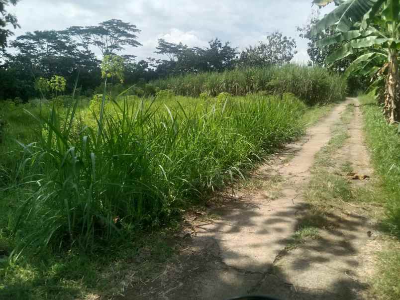 tanah cocok untuk peternakan 200rb m karanganyar