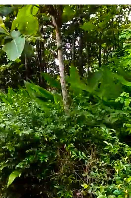 tanah desa kwangsan jumapolo