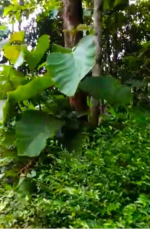 tanah desa kwangsan jumapolo