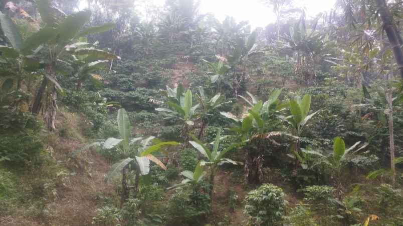 tanah desa peron limbangan kendal