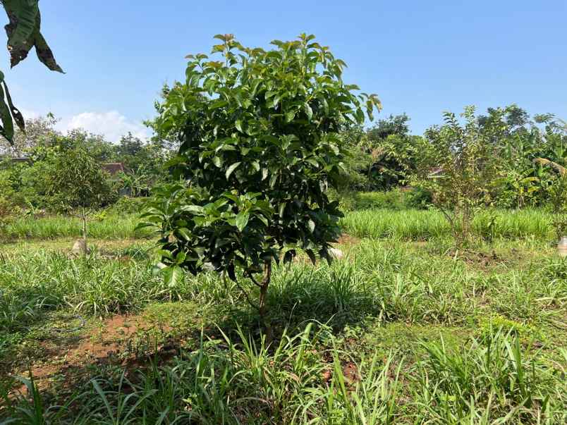 tanah kebun buah 2020m kedawung sragen