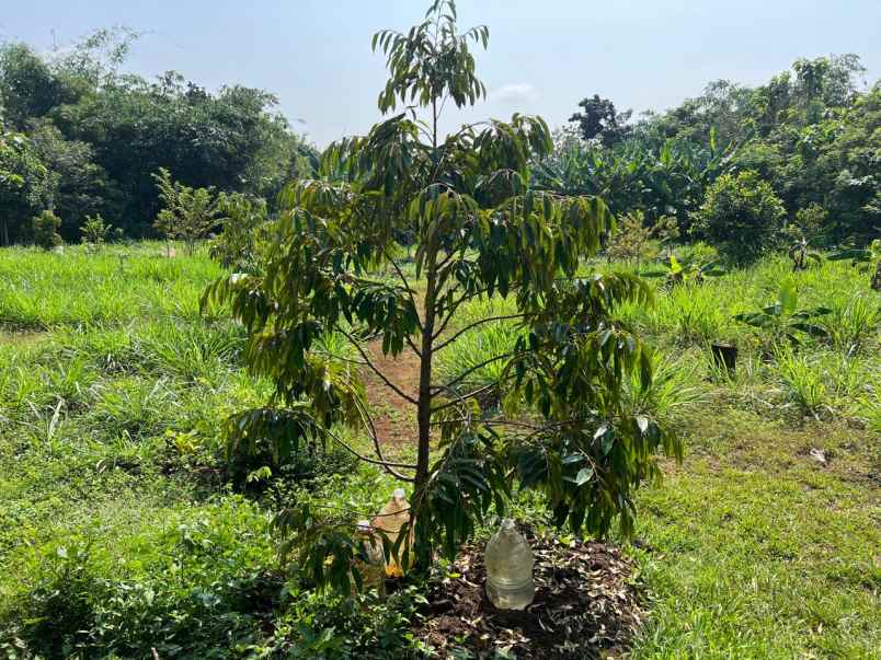 tanah kebun buah 2020m kedawung sragen