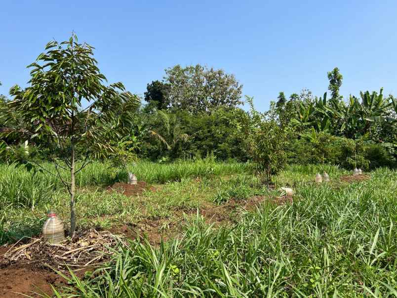 tanah kebun buah 2020m kedawung sragen