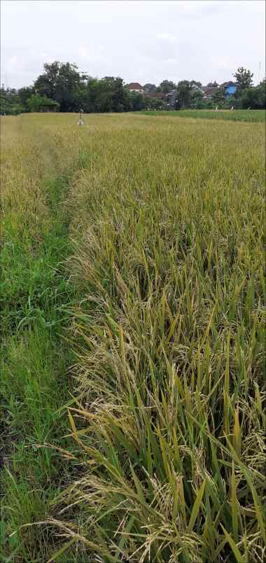 tanah kepulungan gempol pasuruan