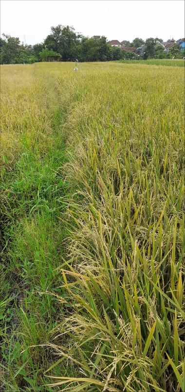 tanah kepulungan gempol pasuruan
