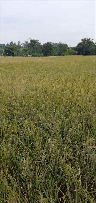 tanah kepulungan gempol pasuruan