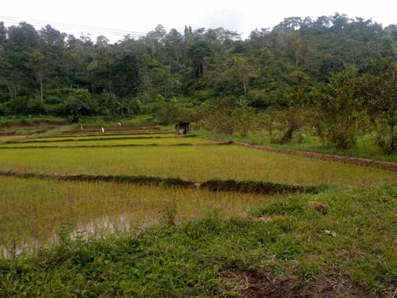 tanah lahan dijual 3 ha tawangmangu 775rb m2