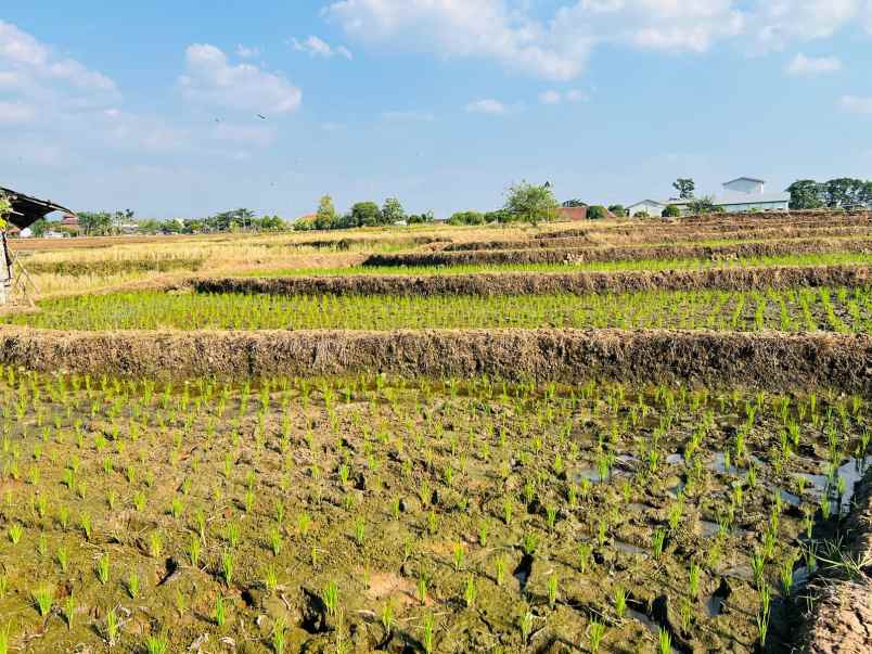 tanah subur 4150m kedawung sragen