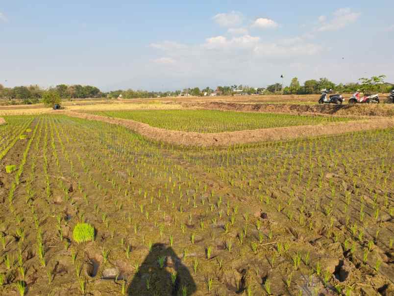 tanah subur 4150m kedawung sragen