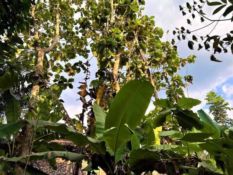 tanah timur kecamatan kerjo