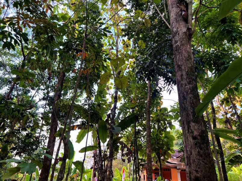 tanah timur kecamatan kerjo