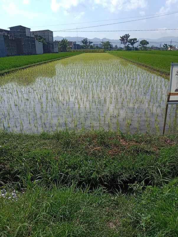 dijuak tanah sawah siap milik