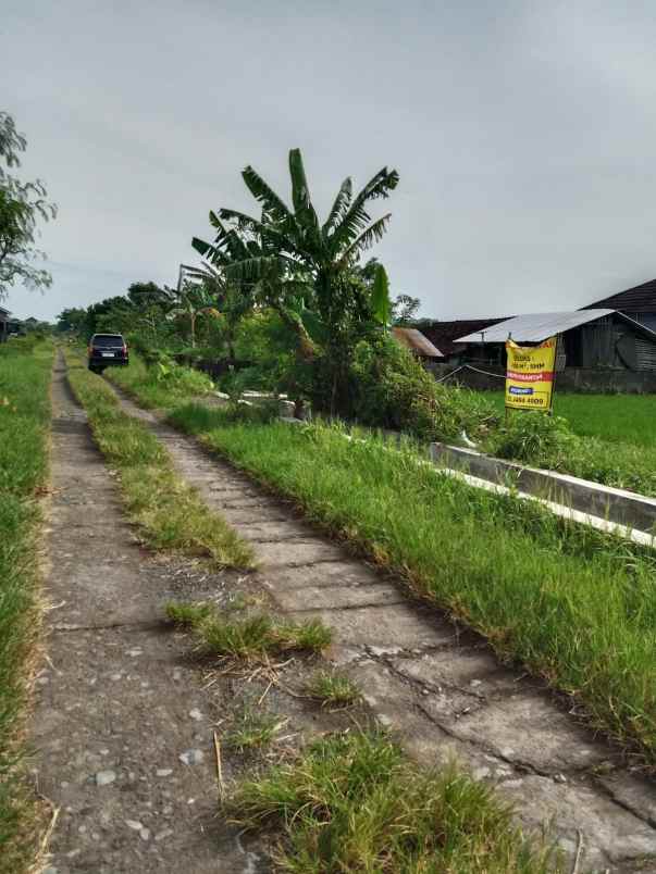 dijuak tanah sawah siap milik