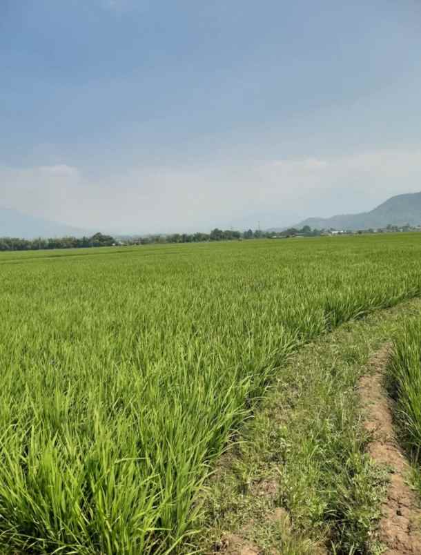 dijual cepat murah sawah produktif