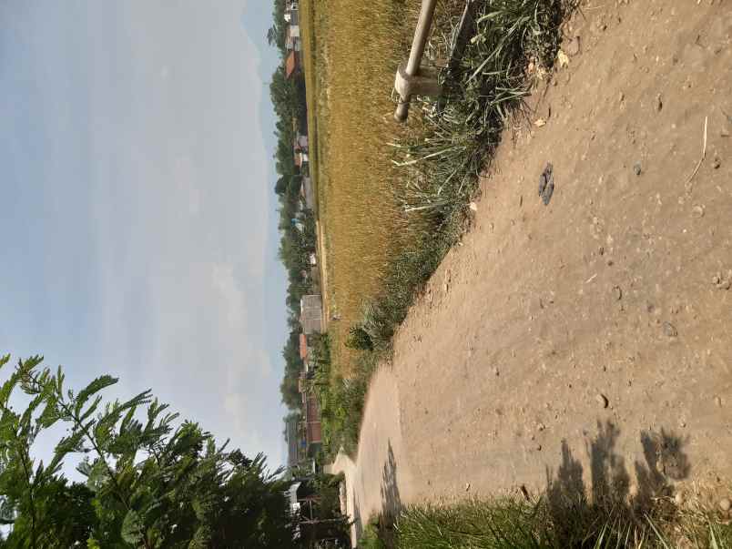 dijual cepat murah sawah produktif
