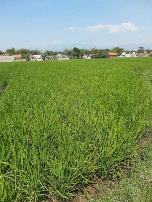 dijual cepat murah sawah produktif