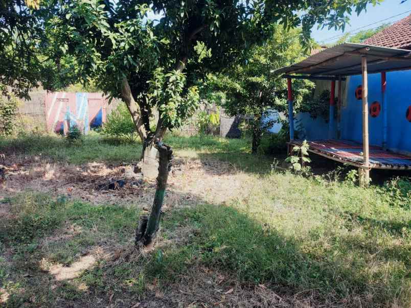 dijual cepat tanah murah di desa pati lor jawa tengah