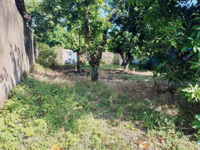 dijual cepat tanah murah di desa pati lor jawa tengah