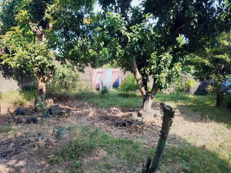 dijual cepat tanah murah di desa pati lor jawa tengah