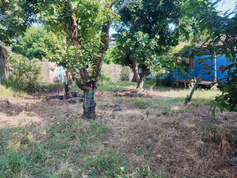 dijual cepat tanah murah di desa pati lor jawa tengah