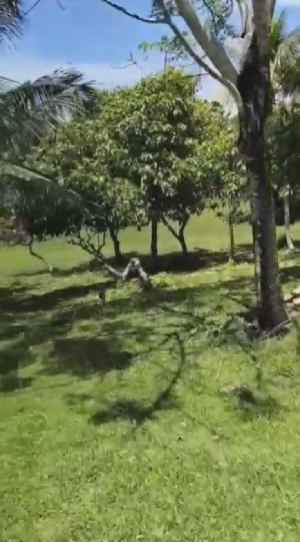 dijual lahan langka di tepi sungai dekat pantai balian