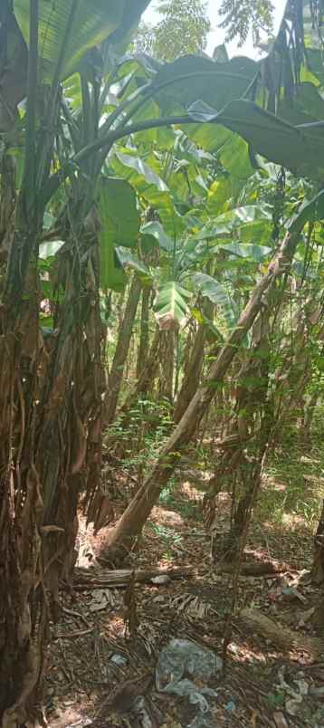 dijual rumah di woltermongensidi semarang