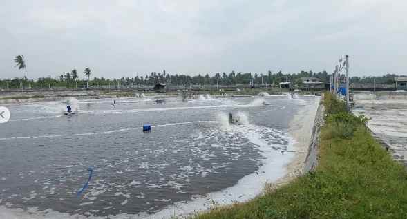 dijual tambak udang vaname aktif di situbondo