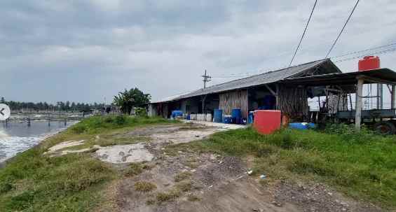 dijual tambak udang vaname aktif di situbondo