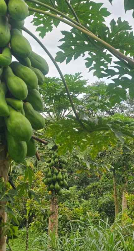dijual tanah auman kec petang kab badung