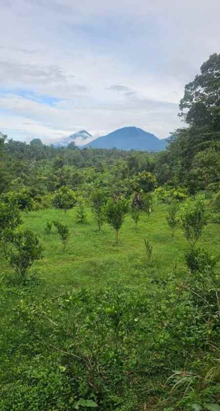 dijual tanah auman kec petang kab badung