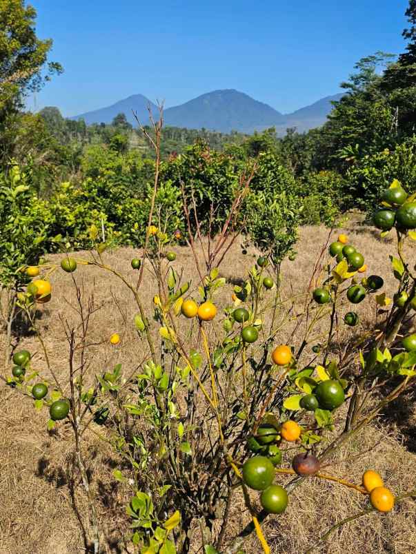 dijual tanah auman kec petang kab badung