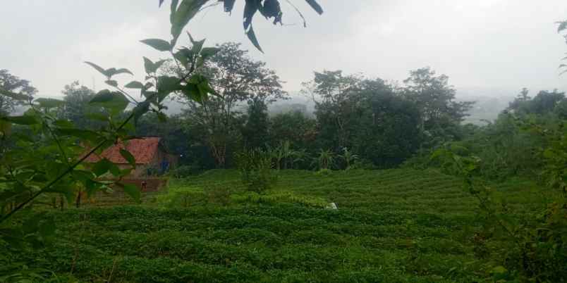 dijual tanah cilimus