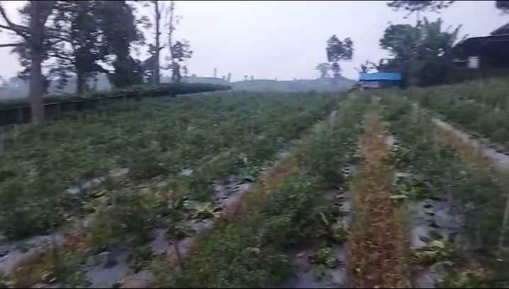 dijual tanah cipada