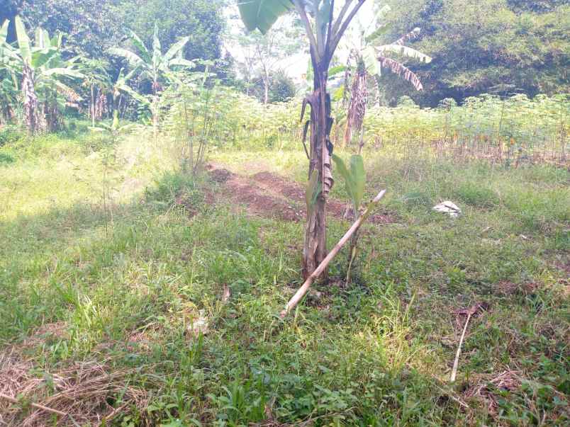 dijual tanah cirangkong cemplang