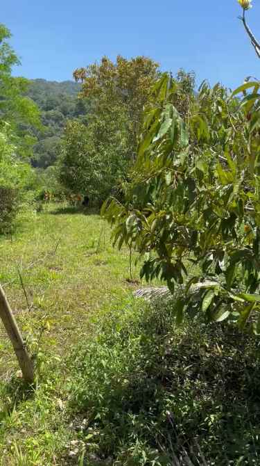 dijual tanah desa antapan kec baturiti