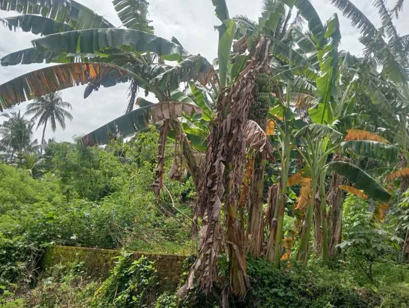 dijual tanah desa antosari kec