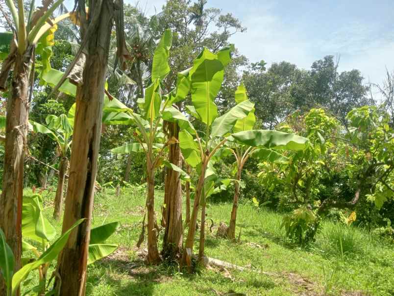dijual tanah desa antosari kec