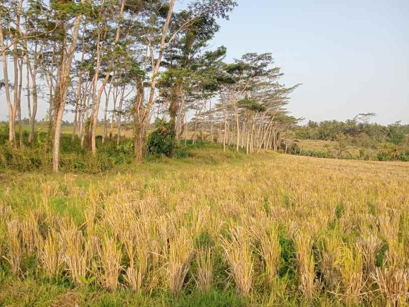 dijual tanah desa berembeng kec