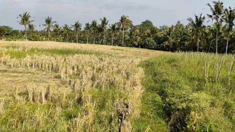 dijual tanah desa berembeng selemadeg