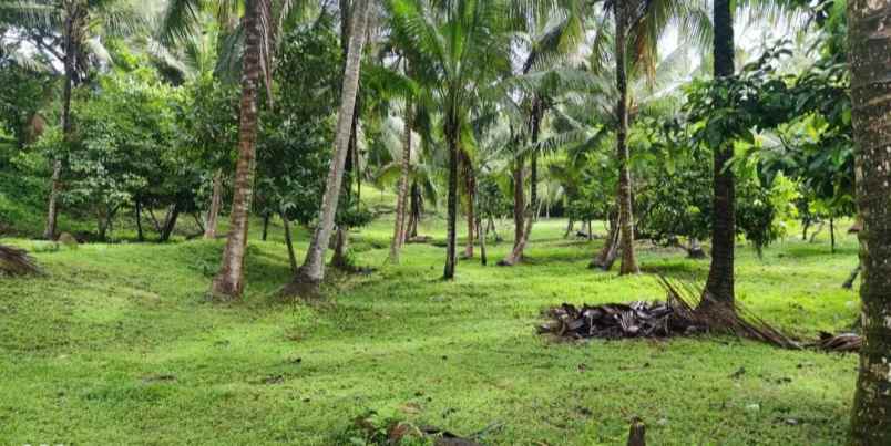 dijual tanah desa lalanglingah kec