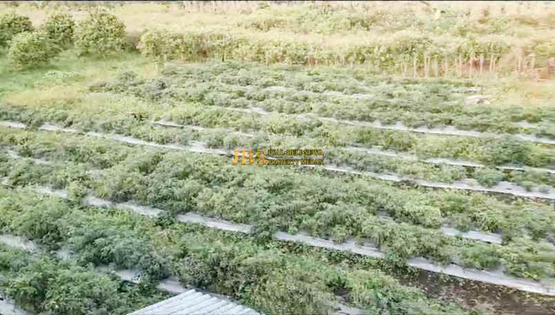 dijual tanah desa sindoro barisan nauli