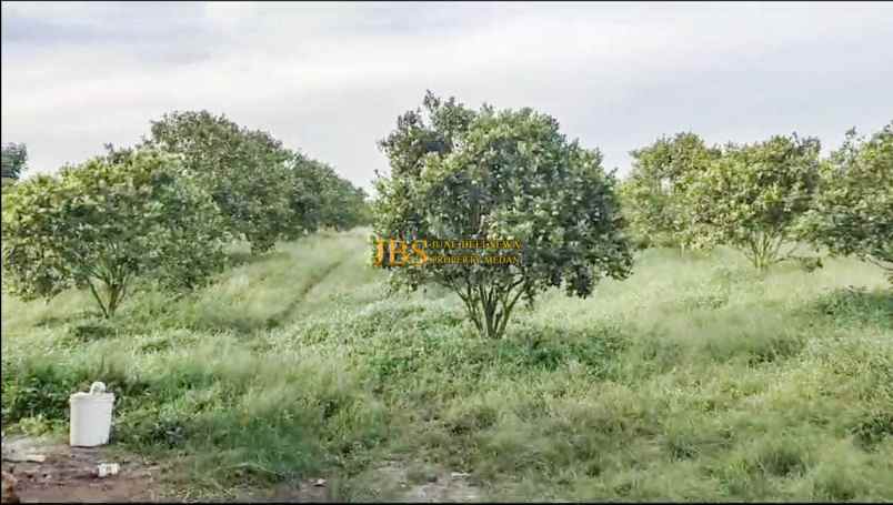 dijual tanah desa sindoro barisan nauli