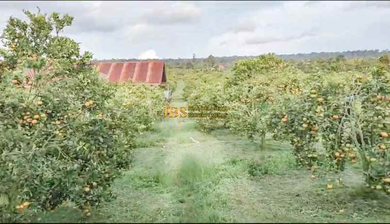 dijual tanah desa sindoro barisan nauli