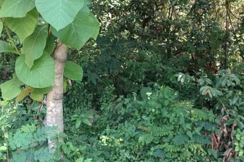 dijual tanah desa tebel kecamatan
