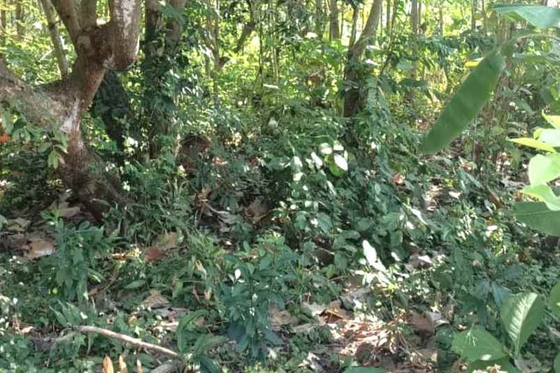 dijual tanah desa tebel kecamatan